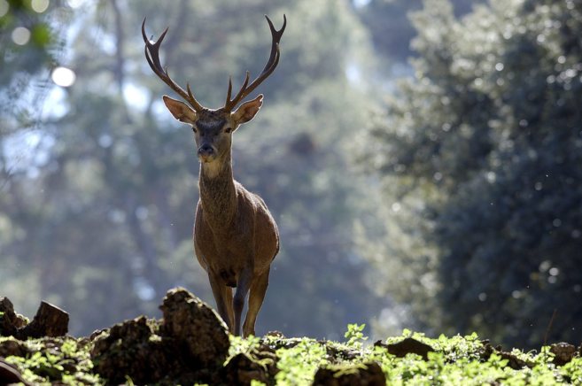 Publicada la Oferta Pública de Caza de Andalucía 2019-2020